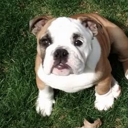 Bulldogs from Backstretch Bulldogs