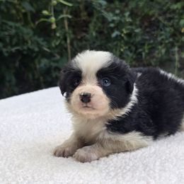 Fairy - Black and white female Border Collie puppy in East Brady, Pennsylvania from Riverwood