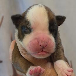 Fawn boy 1 - Fawn male Boxer puppy in Red Boiling Springs, Tennessee from Silver Rain