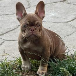 Butterscotch - Tricolors female French Bulldog puppy in Billings, Montana from Yellowstone Frenchies