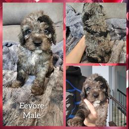 Eeyore - Merle male Cockapoo puppy in Zanesville, Ohio from Oodles of Doodles & Poos