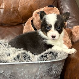 Buddy - Black and white male American Corgi puppy in Paradise, Texas from Bar S Corgis