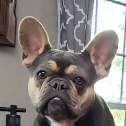 Violet - French Bulldog