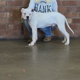 American Bulldog Puppies from Iron Will American Bulldogs