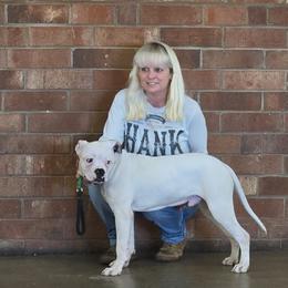 American Bulldog Puppies from Iron Will American Bulldogs