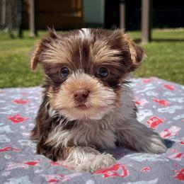 Chocolate Parti Teddy Bear Boy - Chocolate, tan and white male Yorkshire Terrier puppy in Laconia, New Hampshire from Bryan & Karen' Yorkshire Terriers