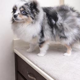 Reap - Blue merle male Pomeranian puppy in Coleman, Oklahoma from Pretty Poms