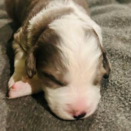Girl 1 - Blue merle female Aussiedoodle puppy in Melrose, Florida from Howdilly Doodley