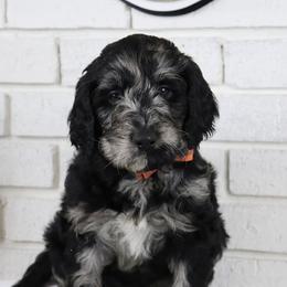 Zurg - Merle male Labradoodle puppy in Bryantown, Maryland from Doodles on Duty