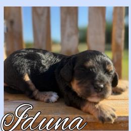 Iduna - Black and tan female Cavapoo puppy in Clinton, Oklahoma from Enchanted Spaniels