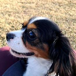 Dandi - Cavalier King Charles Spaniel