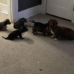 Dachshund Puppies from Cogsworth Cromwell Dachshunds of South West Michigan