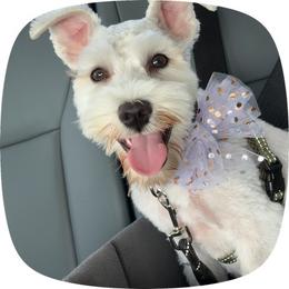 Nova - White female Miniature Schnauzer puppy in Lehigh Acres, Florida from Regency Schnauzer