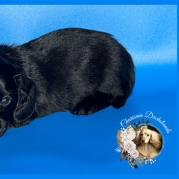 Coal - Black male Dachshund puppy in Mountainburg, Arkansas from Charisma Dachshunds