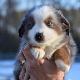 Buoy - Blue merle male Miniature American Shepherd puppy in Chocowinity, North Carolina from Foxtail Hollow