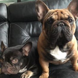 French Bulldogs from Linda's French Bulldogs