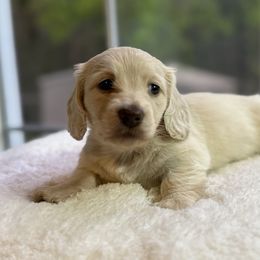 Girl 1 - Cream Dachshund puppy in Newport, Tennessee from Foothills Mini Doxies