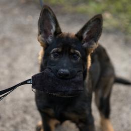 German Shepherd Puppies from Zwinger Vom Rabenauge