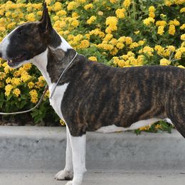 Robbie - Bull Terrier