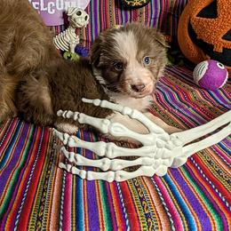 Australian Shepherd Puppies from Firelight Australian Shepherds