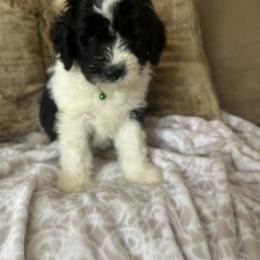 Sheepadoodle Puppies from Lilly’s Bobtails