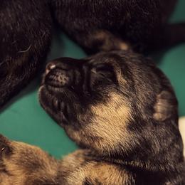 German Shepherd Puppies from vom Hermes German Shepherds