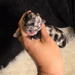 Little Brother - Blue merle male Pomeranian puppy in Smithville, Texas from Lafary Poms