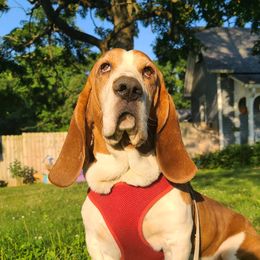 Sherman - Basset Hound