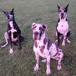 Great Danes from Tabitha's Great Danes
