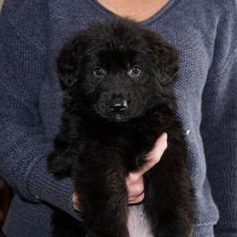 Teal Ribbon - Black female German Shepherd puppy in Howard City, Michigan from Sherman's Shepherds