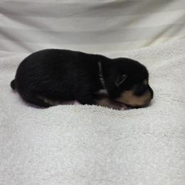 Chanel - Tri-color female Basenji puppy in Caldwell, Texas from Becker's Basenjis