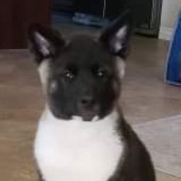 Akita Puppies from Ishikawa Akita's
