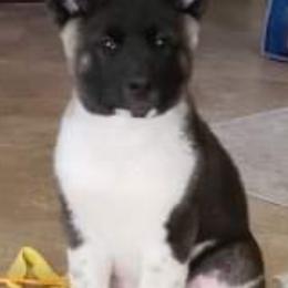 Akita Puppies from Ishikawa Akita's