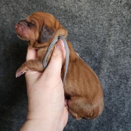 Grey collar - Mahogany and white female Basset Hound puppy in Alton, Illinois from Show Me Great Danes and Basset Hounds