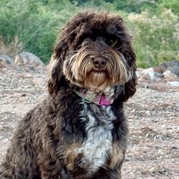 Stevie - Australian Labradoodle