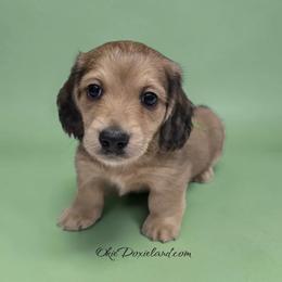 Van - Cream male Dachshund puppy in Oklahoma City, Oklahoma from OkieDoxieland Dachshunds