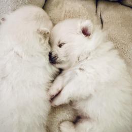 ARCHIE - Cream male Pomeranian puppy in Pavilion, New York from Calverton Pomeranians