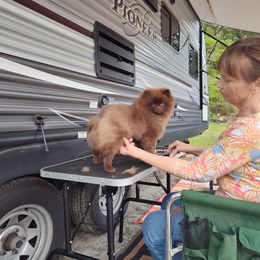 Pekingese and Pomeranian Puppies from Purple Diamonds Kennel