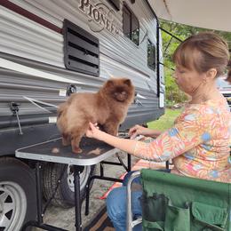 Pekingese and Pomeranian Puppies from Purple Diamonds Kennel