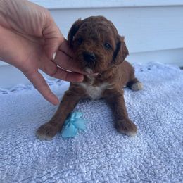 Boy 5 - male Poodle puppy in Mint Hill, North Carolina from DoodleForever