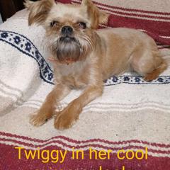 Twiggy - Brussels Griffon