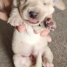Dachshunds from Dreamy Creamies