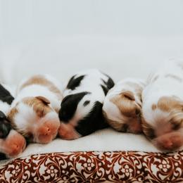 Cavalier King Charles Spaniel Puppies from Cavalier & Co.
