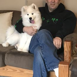 Samoyed Puppies from Kenjo Samoyeds