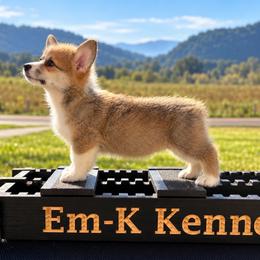 Fozzy - Sable male Pembroke Welsh Corgi puppy in Abingdon, Virginia from Em-K Kennels