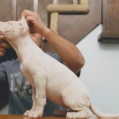 Dogo Argentino Puppies from De la Fuerza de Dios