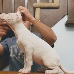 Dogo Argentino Puppies from De la Fuerza de Dios