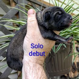 Solo - Black and silver male German Shepherd puppy in Olean, New York from F&B Kennels