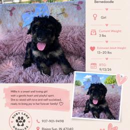 Millie (brown) - Phantom female Bernedoodle puppy in Rising Sun, Indiana from Ruby Lane Doodles