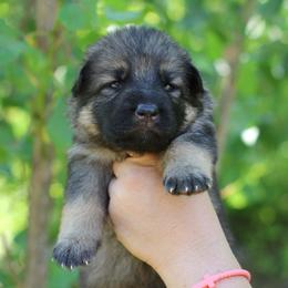2nd choice female - Sable female German Shepherd puppy in Lucasville, Ohio from Trusting Hearts Kennel